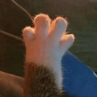 🐾 2d2f815c telapak kucing, telapak hewan, imut, hewan peliharaan, kucing whatsapp sticker