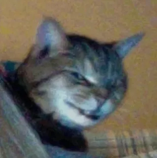 😈 3551a4e9 kucing, hewan, kucing domestik, hewan peliharaan, felin whatsapp sticker