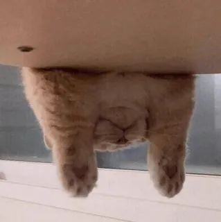 🙃 446a2a68 kucing, terbalik, binatang, imut, lucu, hewan peliharaan whatsapp sticker