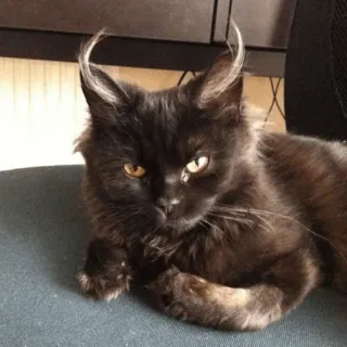 😈 4dc39d41 kucing, binatang, kucing domestik, hewan peliharaan, kucing hitam whatsapp sticker