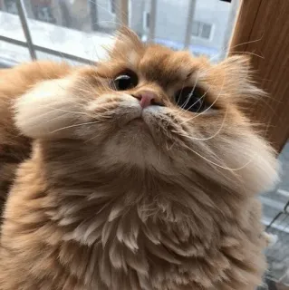 🐿 5d1dc225 kucing, lucu, berbulu, hewan peliharaan, binatang, domestik whatsapp sticker