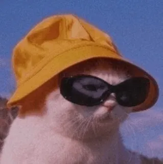 😎 5f762776 kucing, kacamata hitam, topi, keren, musim panas whatsapp sticker