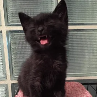 😂 6b7774bc kucing, anak kucing, kucing hitam, hewan, hewan peliharaan, imut whatsapp sticker