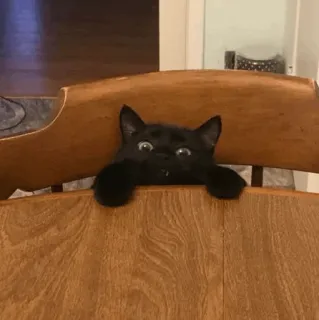 👀 6e2550c3 kucing, kucing hitam, anak kucing, lucu, binatang, hewan peliharaan, imut whatsapp sticker