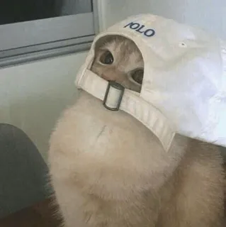 😶 76541517 POLO kucing, topi, polo, hewan, imut, peliharaan whatsapp sticker