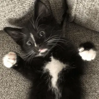 😧 776d5dcd kucing, anak kucing, kucing tuxedo, hewan, imut whatsapp sticker