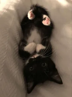 🙃 996b220d kucing, anak kucing, hitam putih, lucu, hewan whatsapp sticker