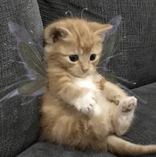 🦋 9bb69de0 anak kucing, kucing, sayap peri, imut, hewan, hewan peliharaan whatsapp sticker