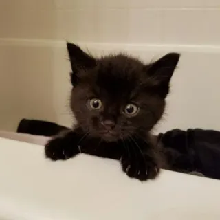 😐 a5e23414 anak kucing, kucing, kucing hitam, binatang, hewan peliharaan whatsapp sticker