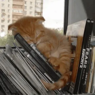 🌙 ab57afce kucing, tidur, buku, jendela, kucing oranye, tumpukan, hewan whatsapp sticker