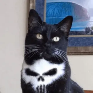 💀 b0a6d3fa kucing, hewan, peliharaan, tengkorak, Punisher, Marvel whatsapp sticker