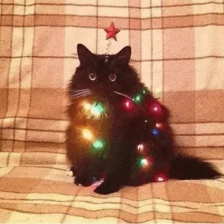 🎄 b0d77403 kucing, pohon natal, natal, anak kucing, imut, kucing hitam, lampu whatsapp sticker