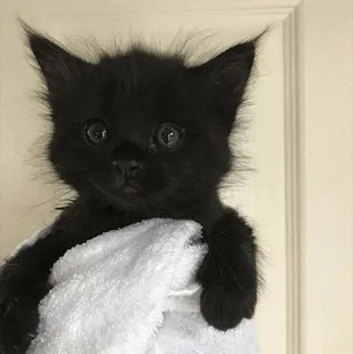 ⚡️ b2a61629 anak kucing, kucing hitam, imut, hewan, hewan peliharaan, kucing whatsapp sticker