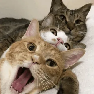 🐾 b609d173 kucing, hewan, binatang peliharaan, felin, hewan peliharaan whatsapp sticker