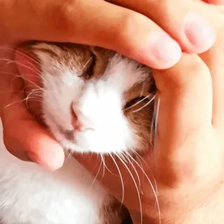 😑 c0d476f7 kucing, hewan peliharaan, hewan, kucing domestik, wajah, close-up, mamalia, felidae whatsapp sticker