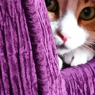 👀 cde0096d kucing, anak kucing, ungu, gorden, hewan peliharaan, binatang, imut whatsapp sticker