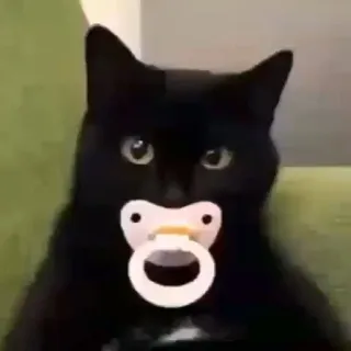 🍼 d4d44f60 kucing, empeng, kucing hitam, hewan, anak kucing, imut whatsapp sticker