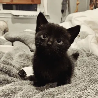 🥺 dc108b1d anak kucing, kucing, kucing hitam, imut, hewan peliharaan, binatang, hewan domestik whatsapp sticker