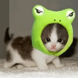 🐸 e20f8f58 anak kucing, kucing, katak, binatang, imut, hewan peliharaan, topi whatsapp sticker
