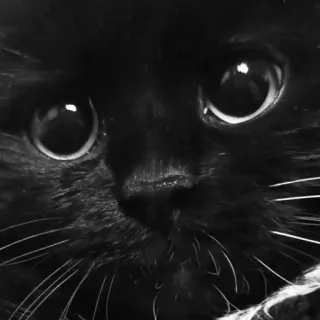 😐 e3b9d432 kucing, binatang, kucing hitam, hewan peliharaan, hewan domestik, felin whatsapp sticker