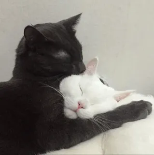 ❤️ f09e3a93 kucing, hewan, hewan peliharaan, persahabatan, cinta, kasih sayang, pelukan, tidur whatsapp sticker