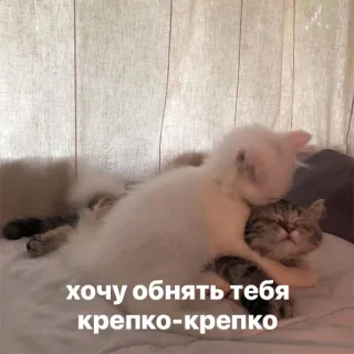 😘 013ae1c6 хочу обнять тебя крепко-крепко แมว, กอด, น่ารัก, ความรัก, มิตรภาพ telegram sticker
