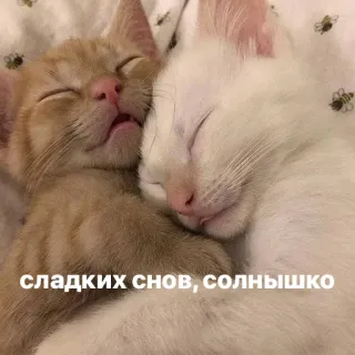 💤 1e66b3fd сладких снов, солнышко แมว, นอน, น่ารัก, ลูกแมว telegram sticker