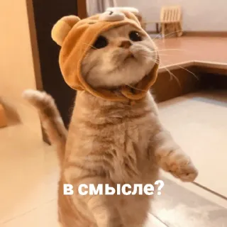 🤨 5492ae02 в смысле? แมว, ลูกแมว, คำถาม, สับสน, สัตว์, น่ารัก, รัสเซีย telegram sticker