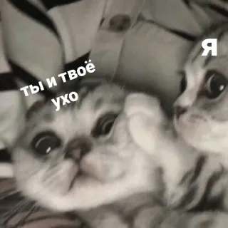 💀 5ba52fc8 ты и твоё ухо
я แมว, มีม, สัตว์, รัสเซีย telegram sticker