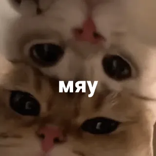 🐈 7b24c771 МЯУ แมว, แมวเหมียว, เหมียว, ลูกแมว, น่ารัก, สัตว์ telegram sticker