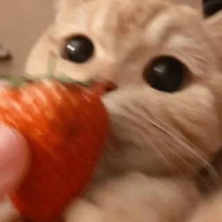 🍓 7cbaec33 แมว, สตรอว์เบอร์รี, สัตว์เลี้ยง, สัตว์, น่ารัก, ผลไม้ telegram sticker