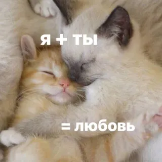 😚 7cccca95 Я + ТЫ = ЛЮБОВЬ แมว, ความรัก, สัตว์, ลูกแมว, น่ารัก telegram sticker