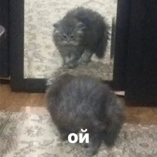 😳 8049fea2 ой แมว, กระจก, เงาสะท้อน, สีเทา, ลูกแมว telegram sticker