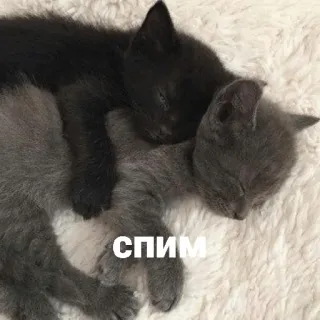 💤 8b174790 СПИМ แมว, ลูกแมว, นอนหลับ, สัตว์, น่ารัก telegram sticker