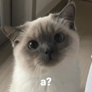 🤷 b648a4f7 a? แมว, คำถาม, น่ารัก, สัตว์, สัตว์เลี้ยง telegram sticker