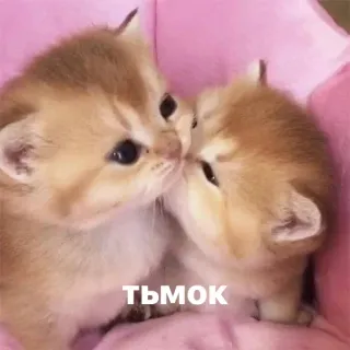 💋 d0146e2b ТЬМОК ลูกแมว, แมว, น่ารัก, สัตว์, จูบ telegram sticker