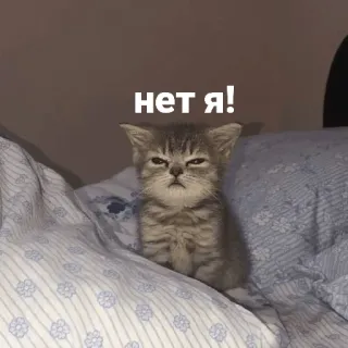 😡 d235427e нет я! แมว, ลูกแมว, ตลก, มีม, รัสเซีย, สัตว์ telegram sticker