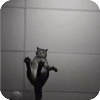 🤩 035c3ba0 kucing, binatang, lucu, kocak, kucing domestik telegram sticker