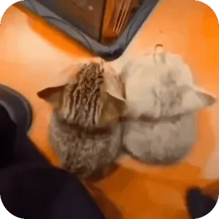 🤩 09d4b311 kucing, anak kucing, kucing, binatang, lucu telegram sticker