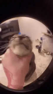 🤩 1cc3d56c kucing, hewan, tangan, peliharaan, lucu telegram sticker