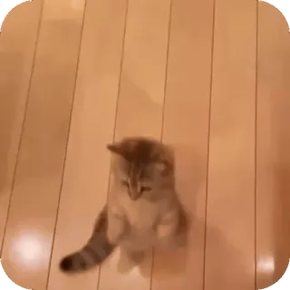 🤩 2fc83bc7 kucing, anak kucing, berdiri, hewan, hewan peliharaan telegram sticker