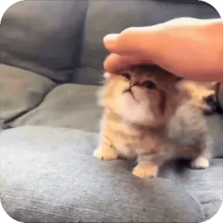 🤩 3bc99ba1 anak kucing, kucing, hewan peliharaan, hewan, imut, tangan telegram sticker