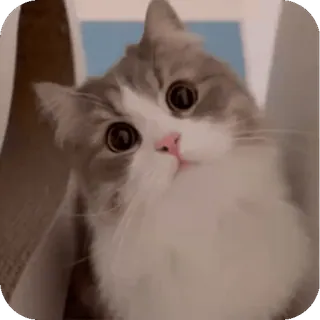 🤩 4d7de76e kucing, binatang, lucu, hewan peliharaan, mamalia, hewan domestik telegram sticker