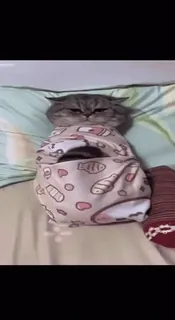 🤩 7e7d2ea3 kucing, imut, hewan, tidur, hewan peliharaan telegram sticker