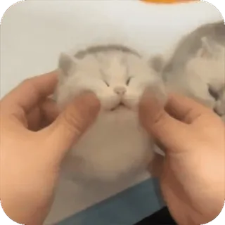 🥱 84a82913 kucing, anak kucing, hewan peliharaan, imut, binatang, domestik telegram sticker