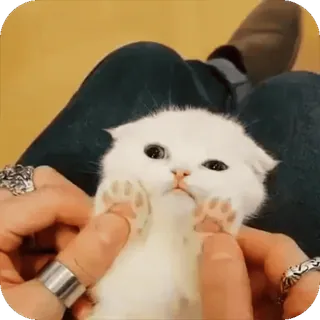 🤩 90054a60 anak kucing, kucing, imut, hewan, putih, hewan peliharaan telegram sticker