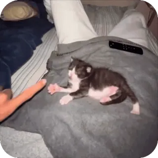 🤩 99c3cf54 anak kucing, kucing, hewan peliharaan, binatang, imut telegram sticker