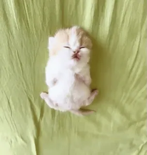 🤩 99f6225d anak kucing, kucing, imut, binatang, tidur telegram sticker