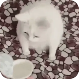 🤩 9b3f4d38 kucing, anak kucing, kucing putih, hewan peliharaan, binatang telegram sticker