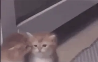 🤩 c0a44270 kucing, anak kucing, imut, hewan, hewan peliharaan telegram sticker